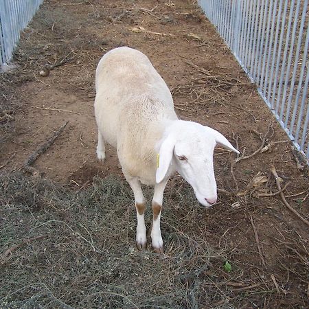 Centro De Agroecologia Y Medio Ambiente De Murcia Bullas Exteriör bild