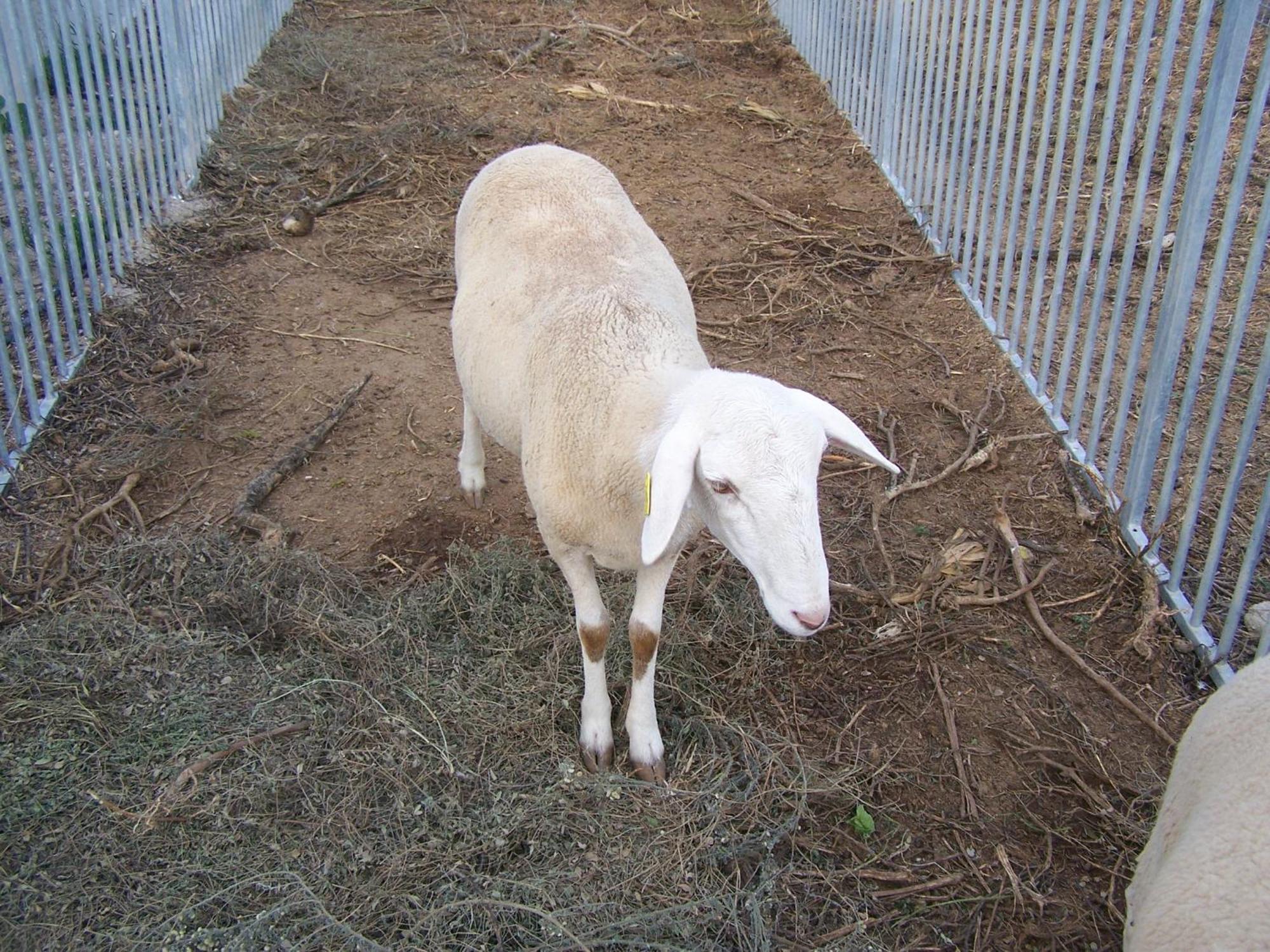 Centro De Agroecologia Y Medio Ambiente De Murcia Bullas Exteriör bild